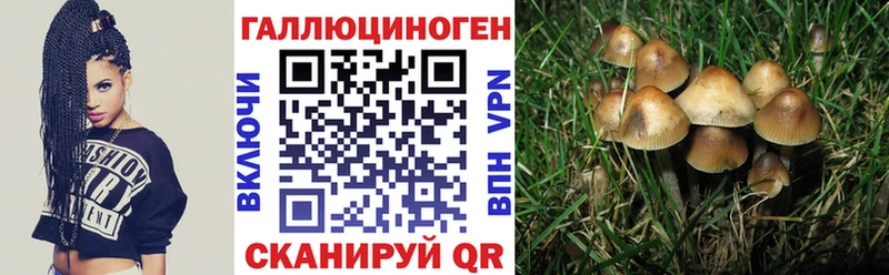 Псилоцибиновые грибы Psilocybe  Купить где  Зея 